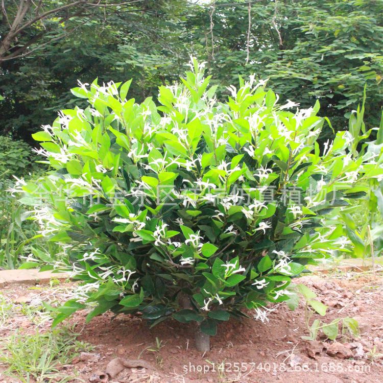 XRS-097金银花树1米1