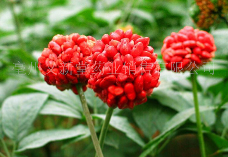 三七未成熟4_副本