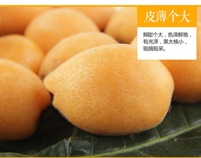 預售雲南蒙自枇杷甜枇杷批發高山枇杷 可批發 新鮮水果代發9