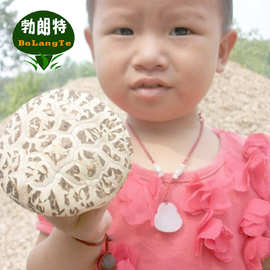 茶花菇价格 最新茶花菇价格 批发报价 价格大全 阿里巴巴