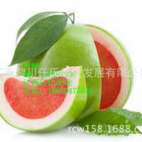 金柚苗_水晶青柚苗 泰国青柚苗 南非红西柚 台