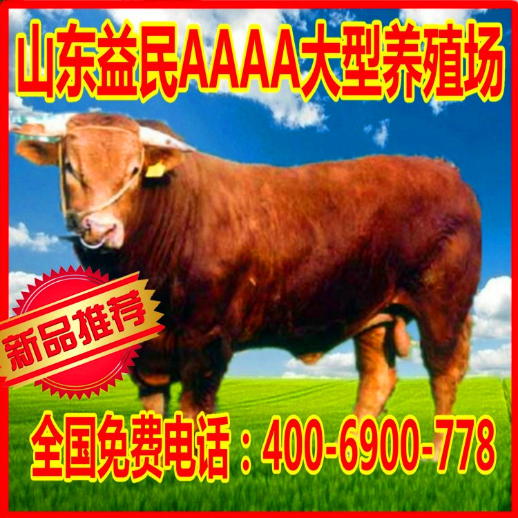 哪里出售南阳黄牛 河南肉牛养殖场 批发 300-400斤重育肥肉牛犊