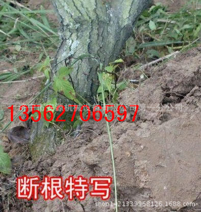 多功能汽油带土球起苗机 2020全新电动带土球起苗机