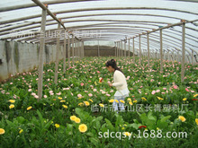 Película de plástico agrícola PE película de plástico agrícola tela de plástico espesado negro película de efecto invernadero película antigoteo pofilm al por mayor