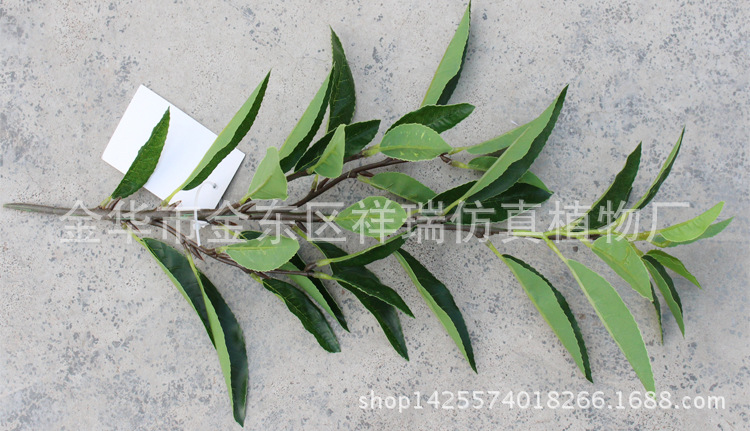 XRB-124四叉枝都匀毛尖茶叶36叶50厘米1