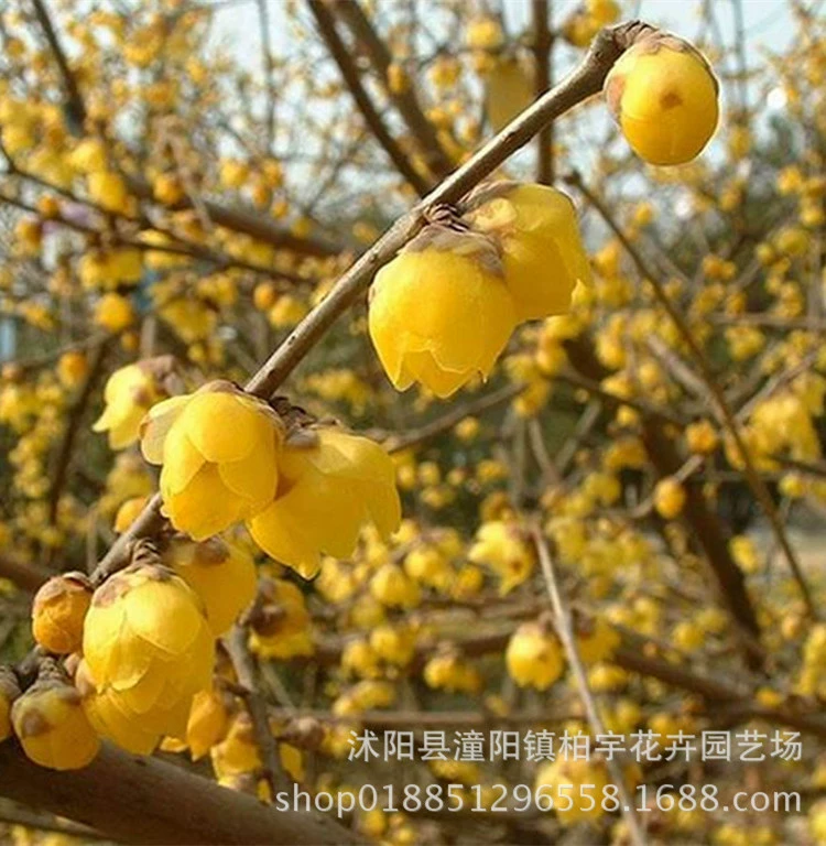 Саженцы Chimonanthus praecox комнатные сливы простое сердце зимняя с сильным вкусом наземная посадка высокие саженцы сливы кластер зимние саженцы