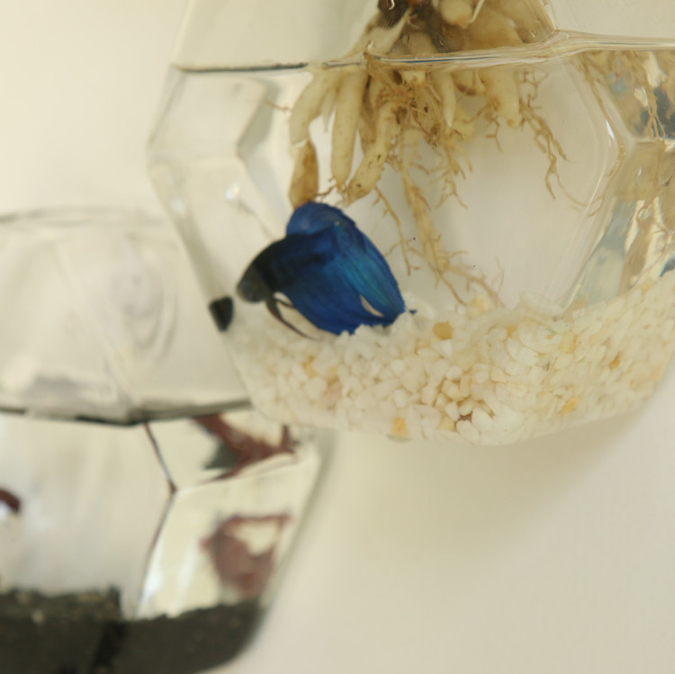 Jarrón de vidrio hexagonal creativo simple moderno colgante de pared florero moda hogar hidropónico flor arreglo