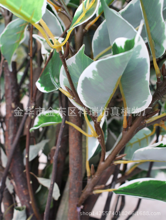 XRS-123盆栽白边香樟叶树880叶120厘米1