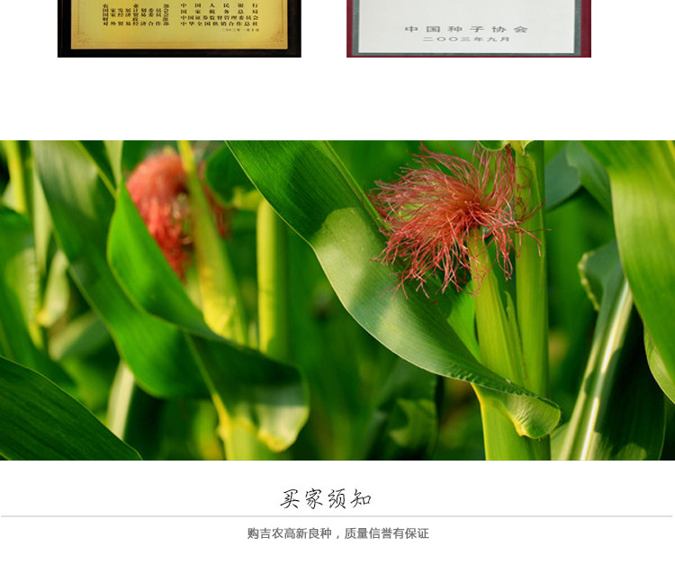 价供应27玉米种子 高成活率高发芽率 吉农高新