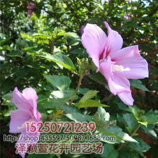 ���l���̾G���� ľ���� ����ͥԺ �@�־G�� �е��� Ҏ��ȫ