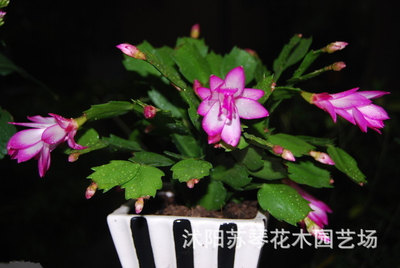 Indoor potted flowers and plants Crab claw lotus blue Schlumbergera Christmas Cactus Breed pure Deliver goods