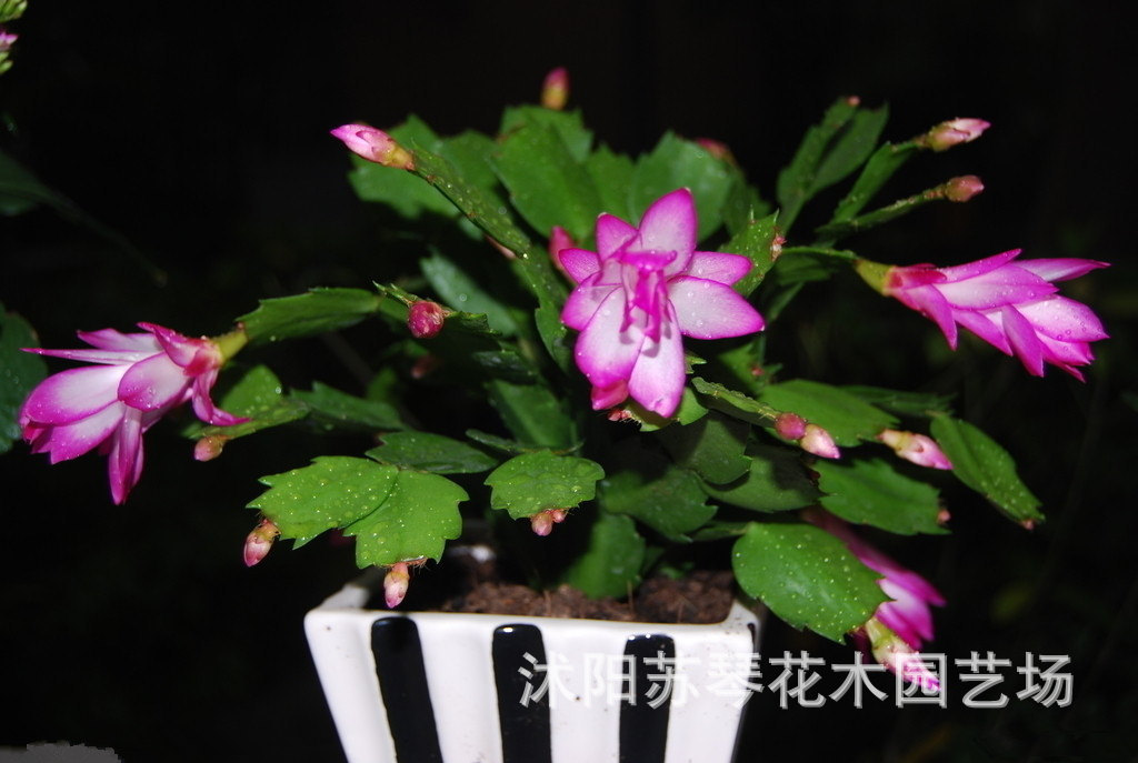 Indoor potted flowers and plants Crab claw lotus blue Schlumbergera Christmas Cactus Breed pure Deliver goods