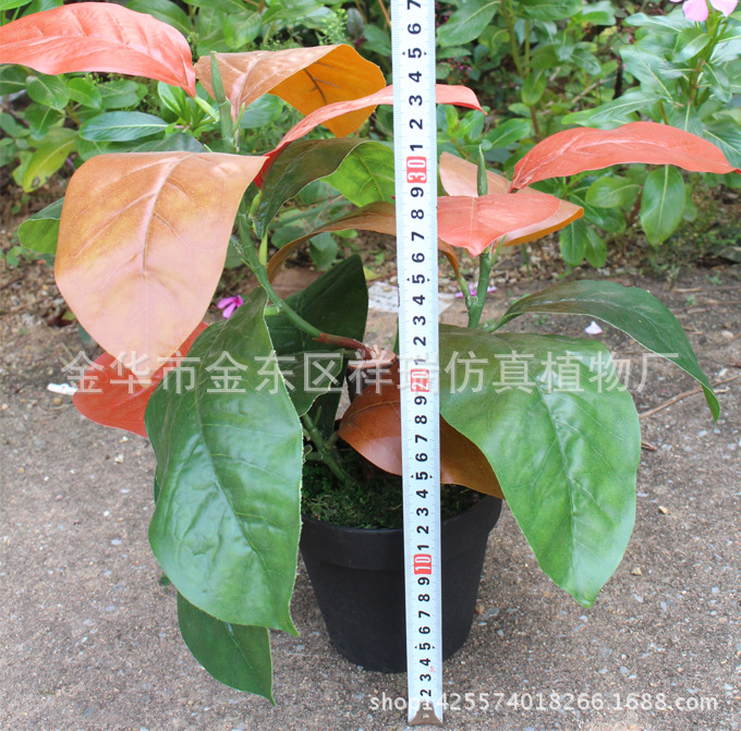 XRS-115迷你小盆栽金丝李叶19叶40厘米4