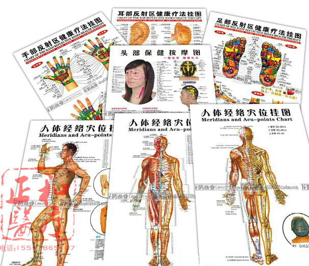 human body Main and collateral channels acupoint Poster Chinese-English standard Points chart Standard Edition clear Main and collateral channels acupuncture Poster