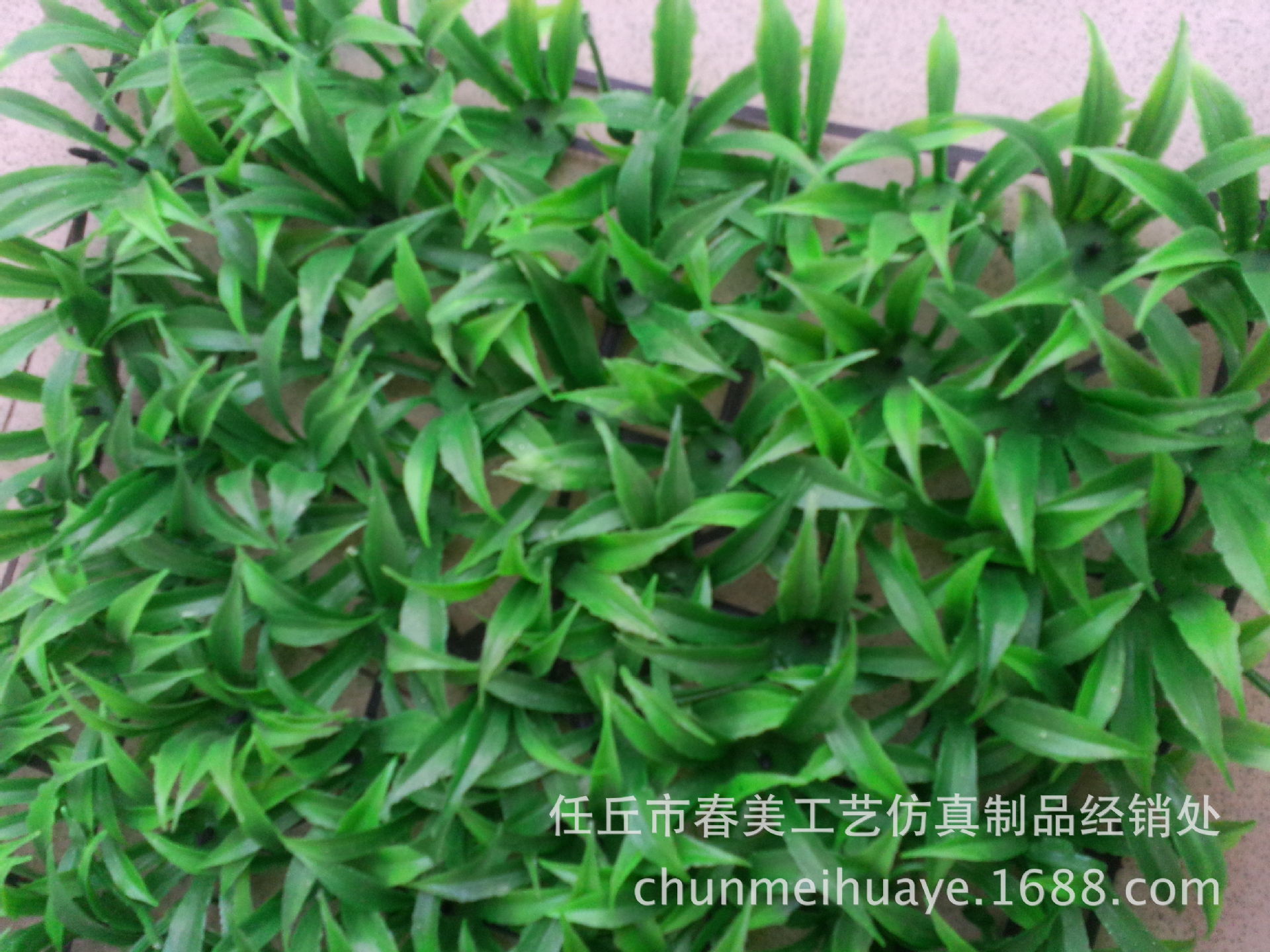 八葉草 (8)