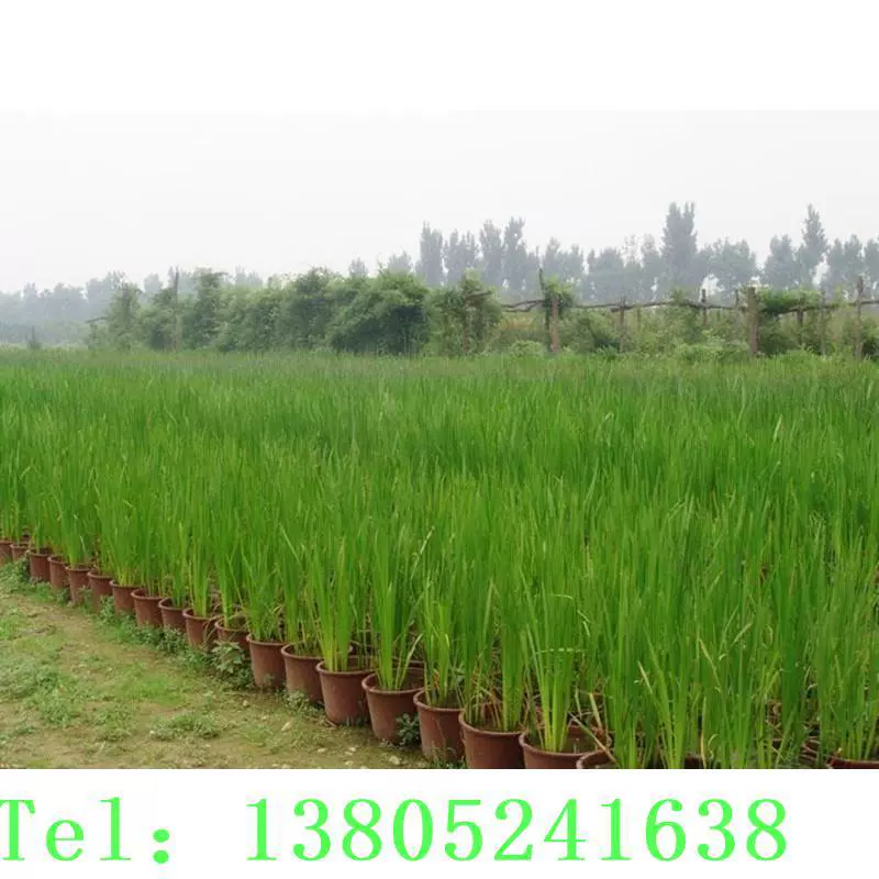 Водные растения, торчащие растения, водяные луковицы, можно размещать у воды и прудов, очень красивые водные цветы.