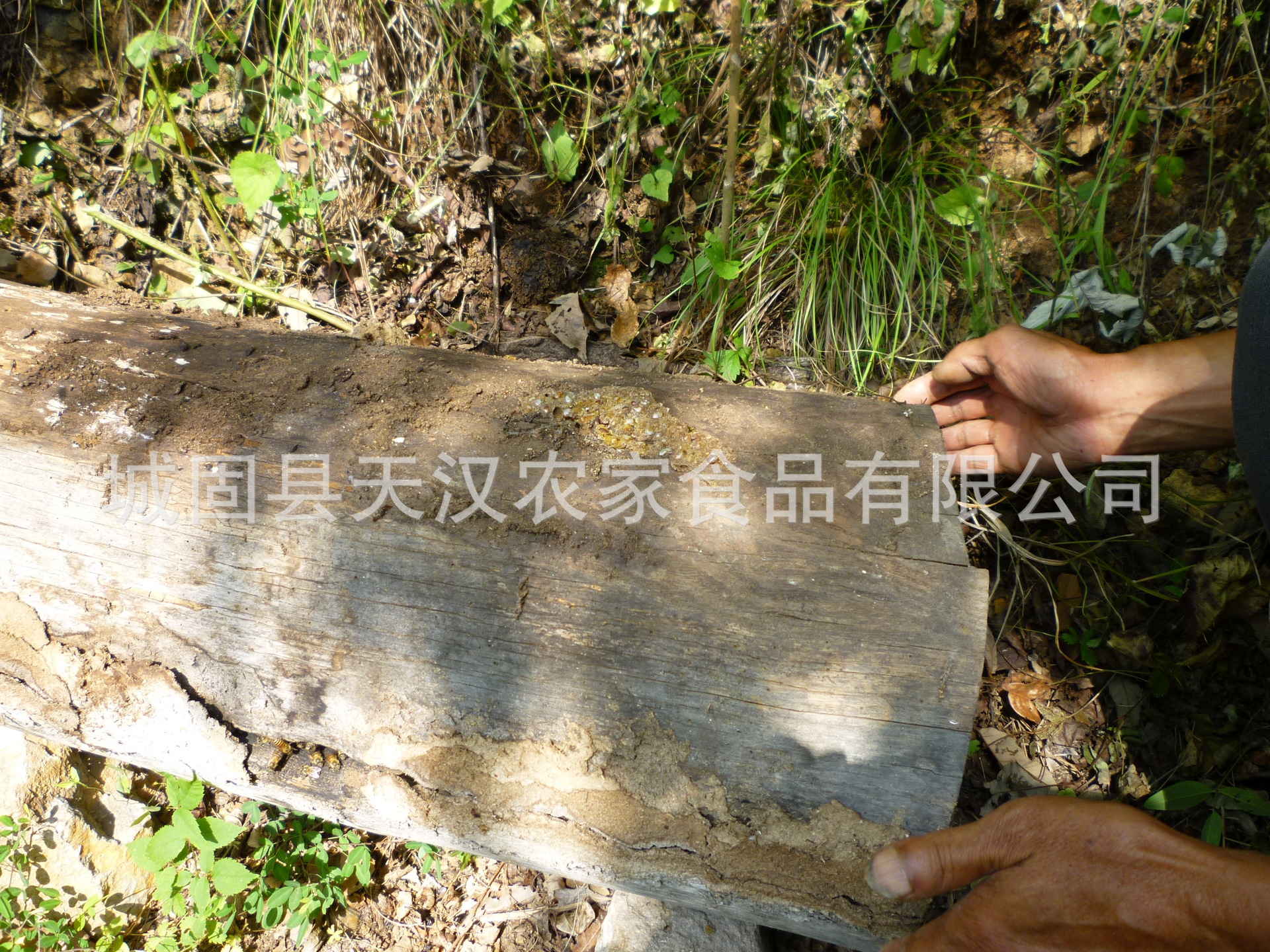 秦岭山中取木桶土蜂蜜