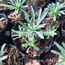 峨嵋山 桌面绿植 办公室 阳台趣味块根植物 峨眉山