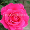 Multi season Bloom Color [Drunken aroma wine] hybrid Perfume Rose seedlings Flower Rose Potted plant