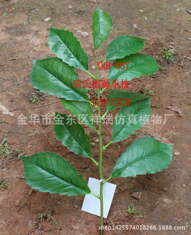 瑞氏榼藤单枝11叶整