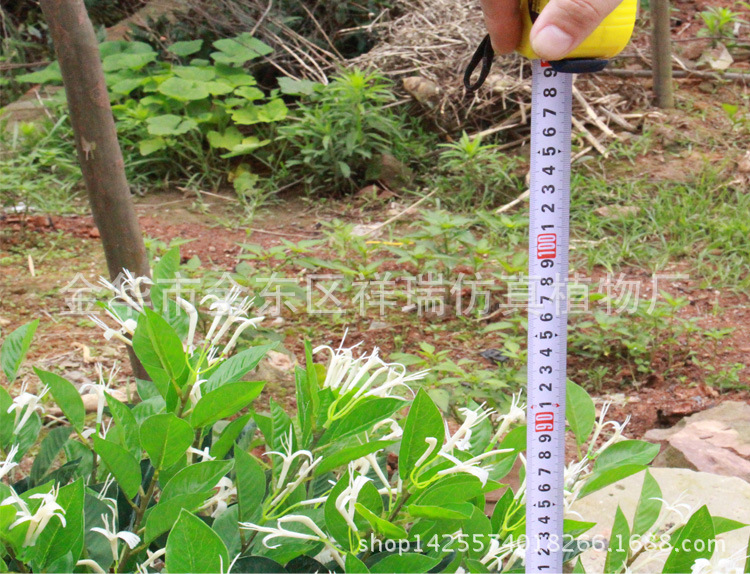 XRS-097金银花树1米花叶高