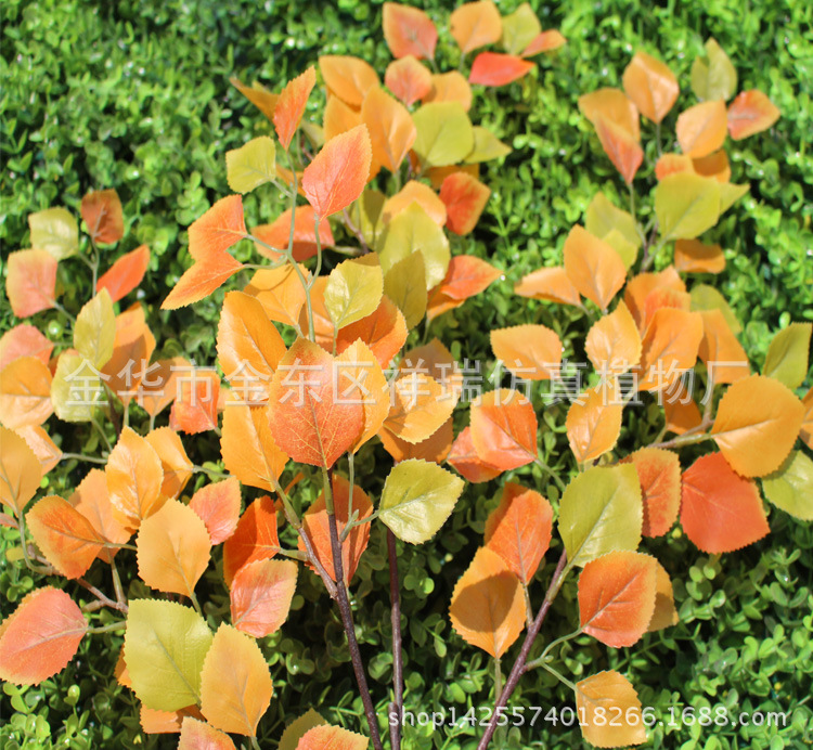 红皮白桦叶四叉枝142叶子