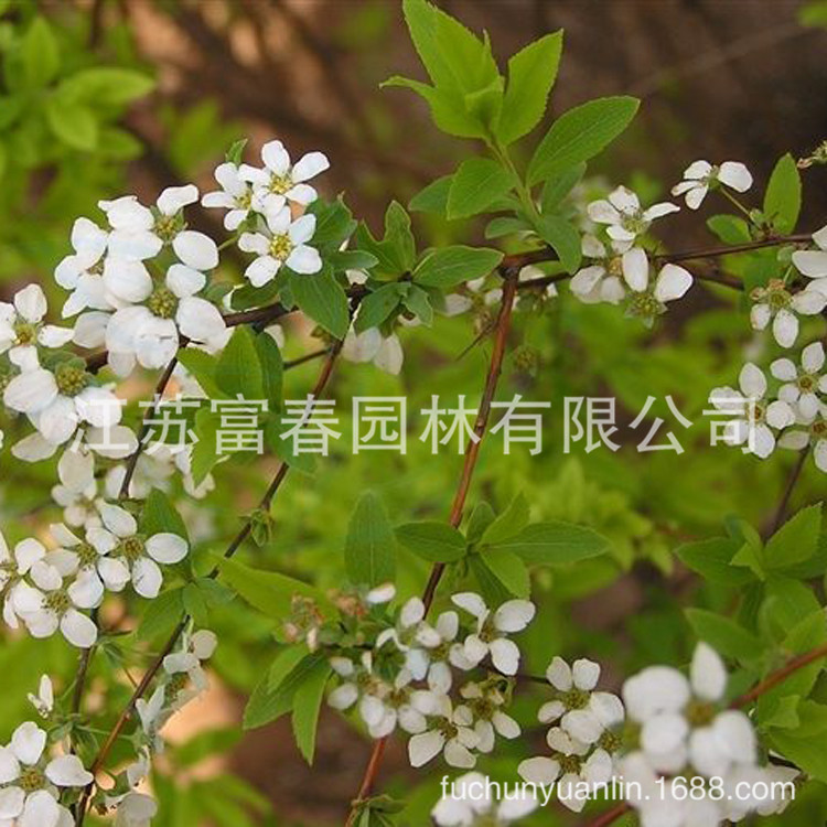 珍珠花图片种植前景,珍珠花花岗岩图片,珍珠花树苗木图片_大山谷图库