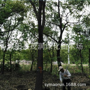 �@�־G�������е����L���������� Ҏ���׏�15-35CM������