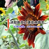 Ornamental flowers violet Sunflower seed Fortune Sunflower Scenery Watch flowers and plants ZiZhong