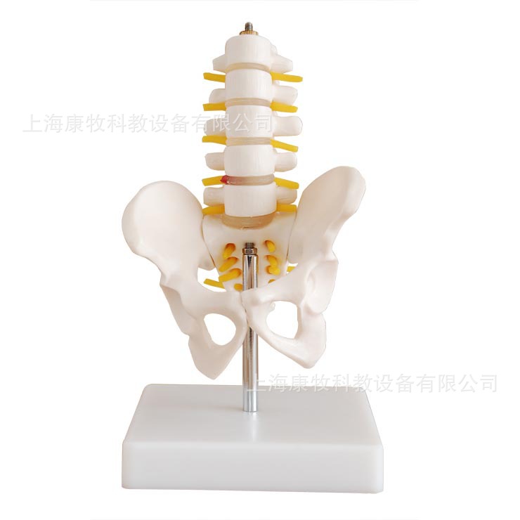 小型骨盆带五节腰椎模型