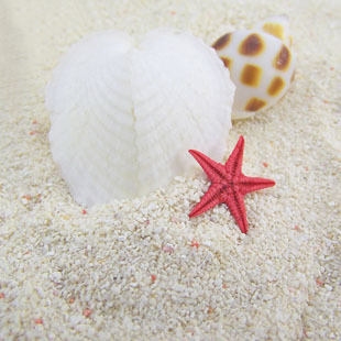 天然白色珊瑚沙  玩具沙 鱼缸地台铺底家居装饰 细海沙子1公斤|ru