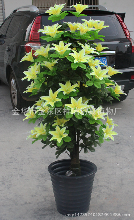 XRS-102小古点树头百合花1