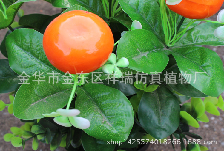 XRS-113迷你小盆栽桔子16叶6果35厘米3