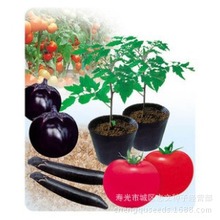 寿光茄子价格_今日最新寿光茄子价格行情走势