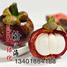 山竹树价格_今日最新山竹树价格行情走势