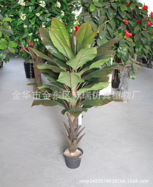 XRS-093单杆美人蕉叶树秋色整棵