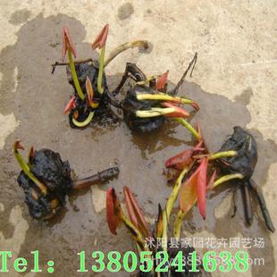 ���l˯ɏ���Kѿ�� ˮ��ֲ�� ���� �����G�����ö�N�ɫ���x