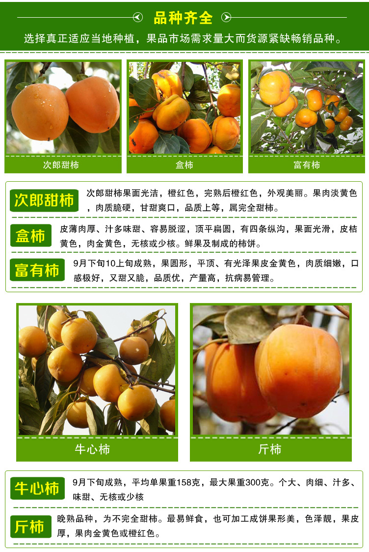 柿子苗_03