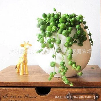 Жемчужина парчи завод мясистые завод оптом