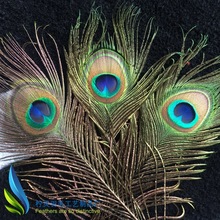 厂家现货销售孔雀毛孔雀羽毛25-30cm 通货 100支装 装饰饰品