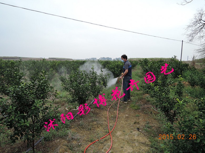 蜜桔苗2_conew1
