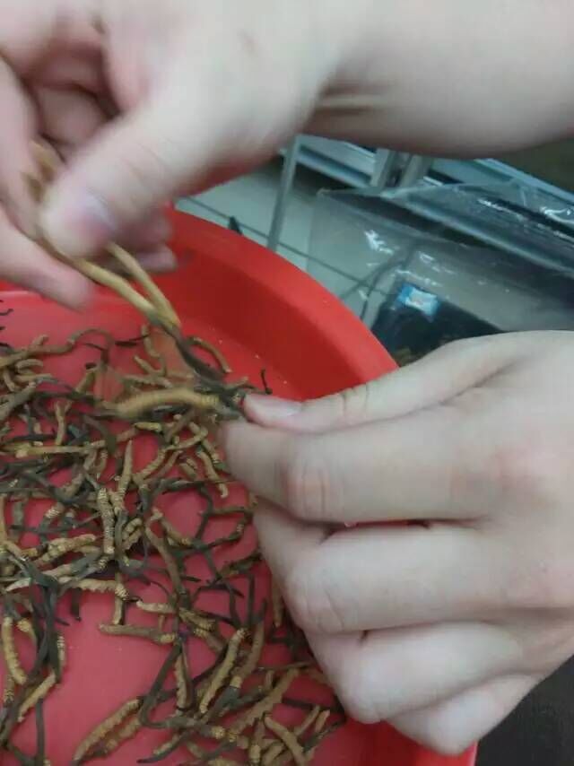 Cordyceps 5