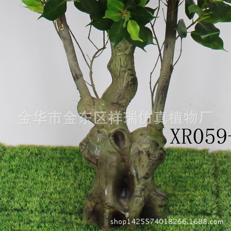 XRS-059古龙香樟叶树837叶170厘米3