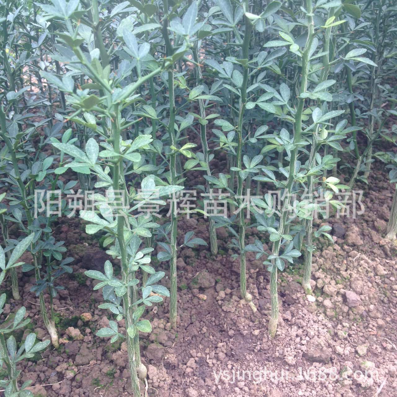 砧木是什么树,月季,万能_大山谷图库