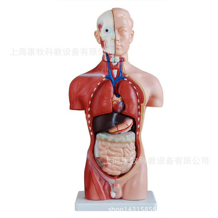 男性躯干模型42CM(13件)