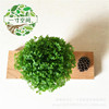 Wholesale micro -landscape fern potted green grass auspicious grass green earth coral fern creative A80 pot