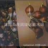 Wholesale Tulip Flower Seedlings Tulip Balls Flower Seed Tulip Seeds Sea Plant Park Greening