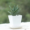 Potted flowers indoors not night city small aloe vera succulent plants