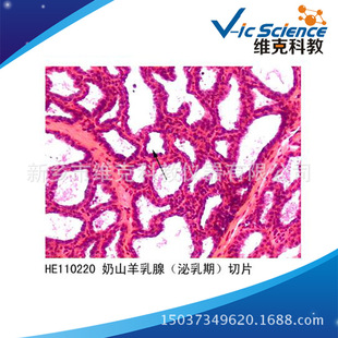 �S��ֱ�� ��ɽ�����٣������ڣ���Ƭ �M���W ��ֳϵ�y �@΢�R��Ƭ