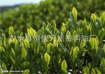 植物茶树油    原料Tea tree oil  香精香料 澳洲茶树精油